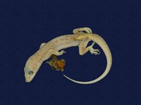 藏品(無疣蝎虎)的圖片